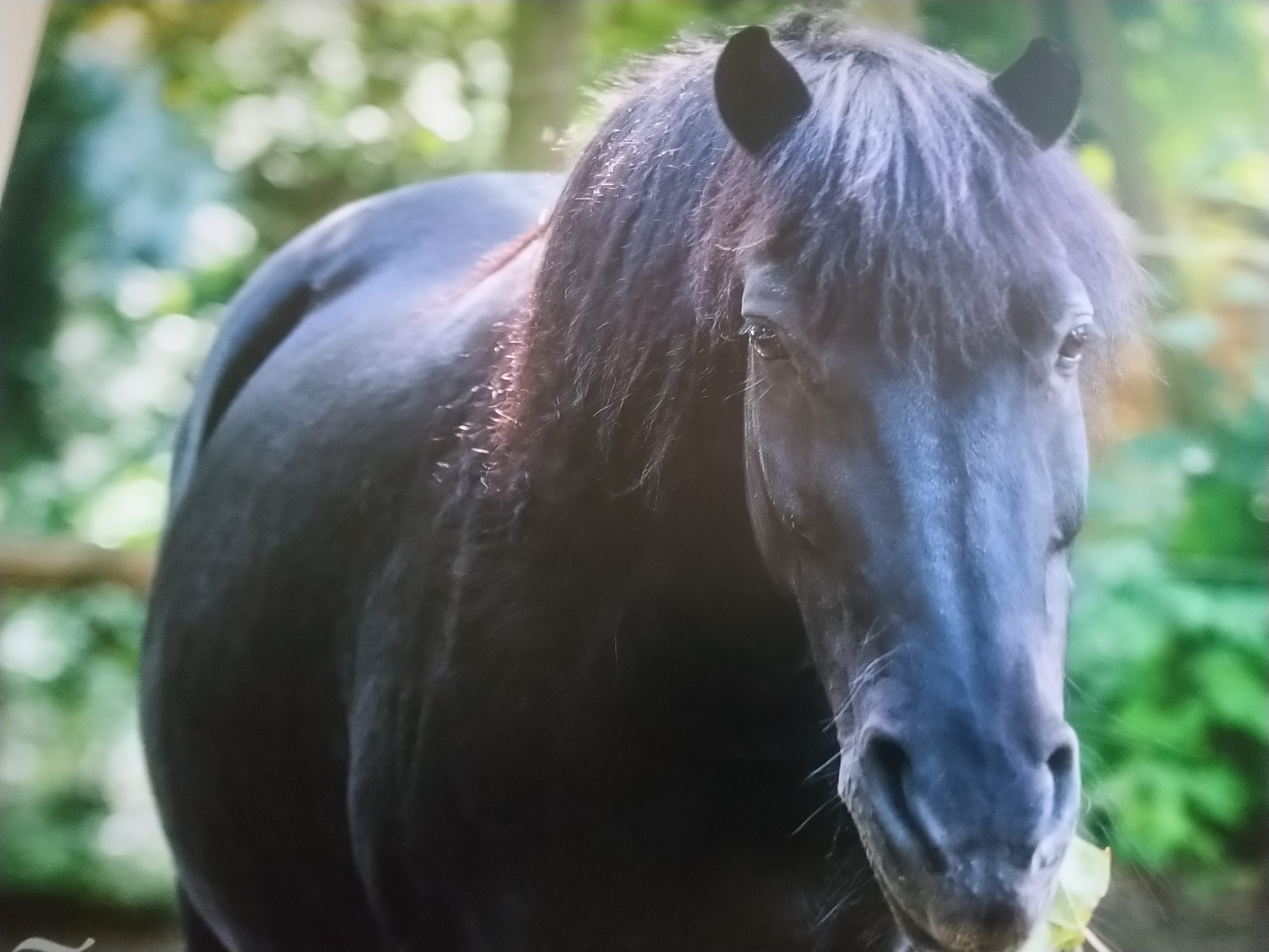 Familiensonntag im Tiergarten Stendal: Das Pferd hier und heute