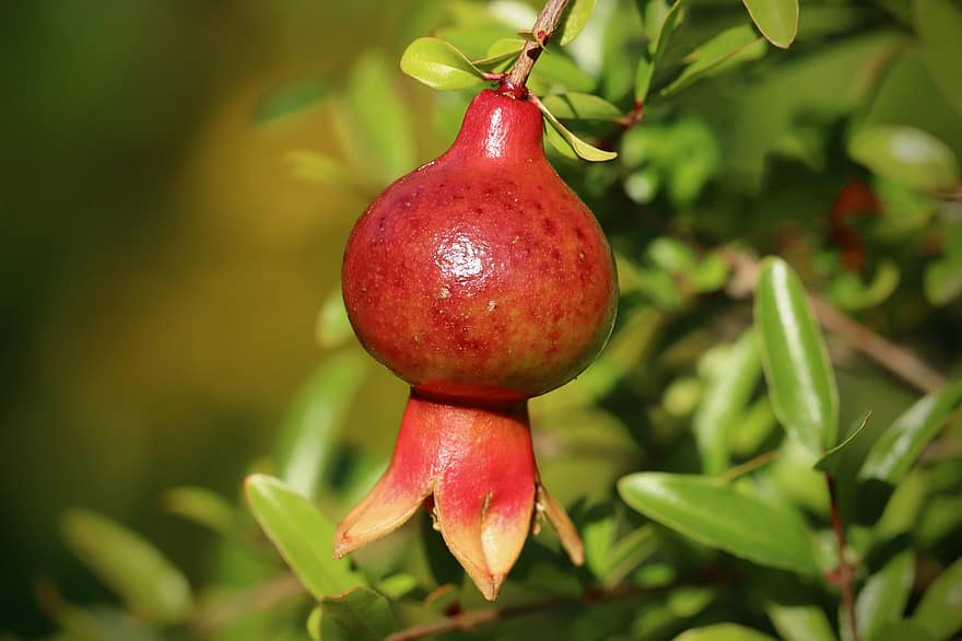 Familiensonntag: Granatapfel und Co. - Winterliche Bräuche und Feste im antiken Griechenland